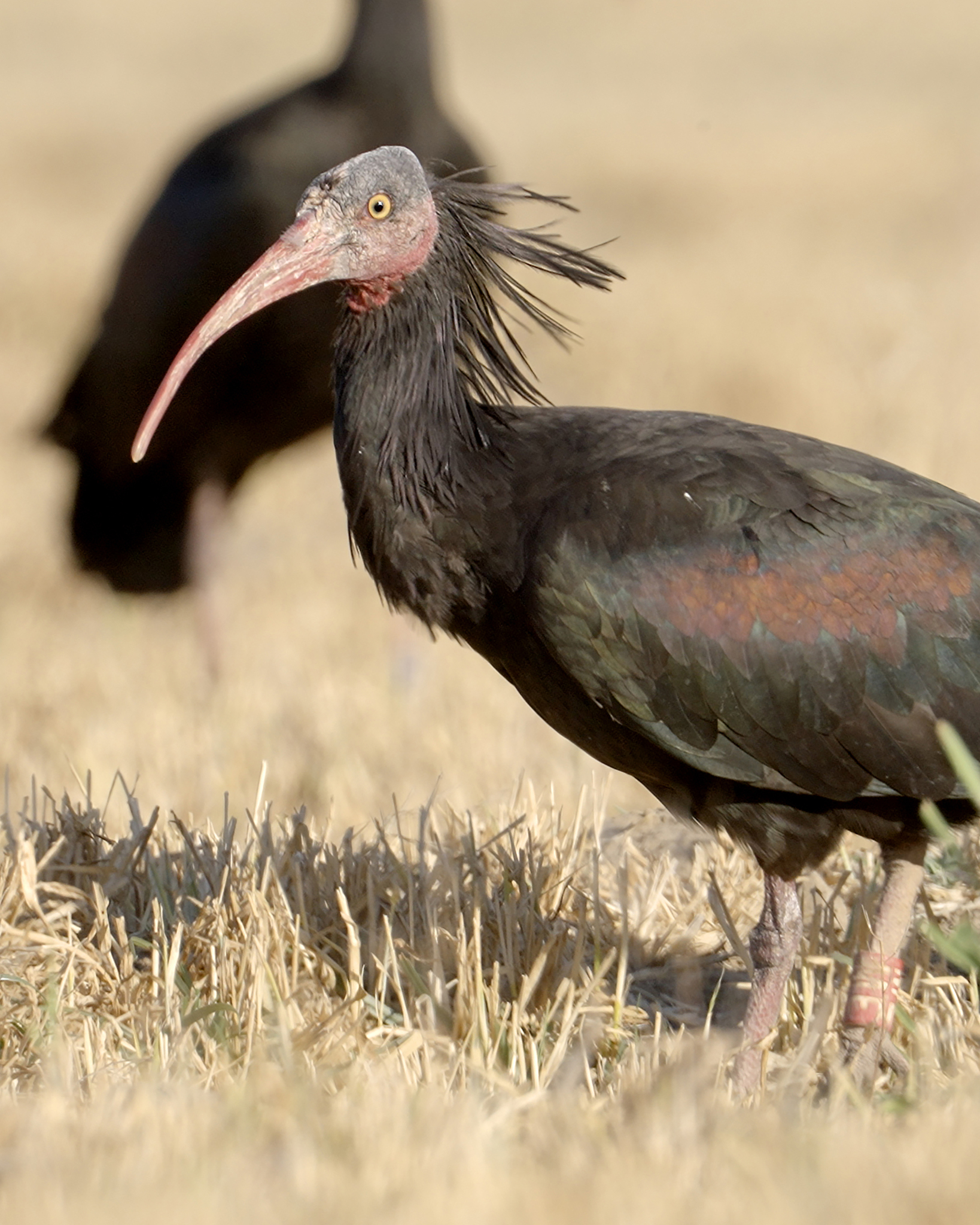 Northern Bald Ibis (Geronticus eremita) · iNaturalist
