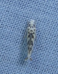 Erechthias mystacinella