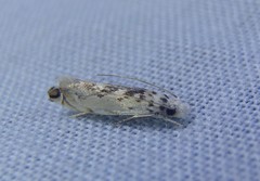 Erechthias mystacinella
