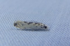 Erechthias mystacinella