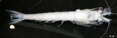 Representative image of Siriella jaltensis