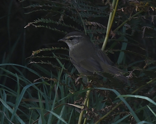 Radde's Warbler, 29242 Ouessant, Frankreich, photo 9 of 10