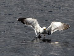 Larus fuscus fuscus