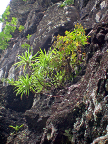 Wilkesia hobdyi, 2004-05-29