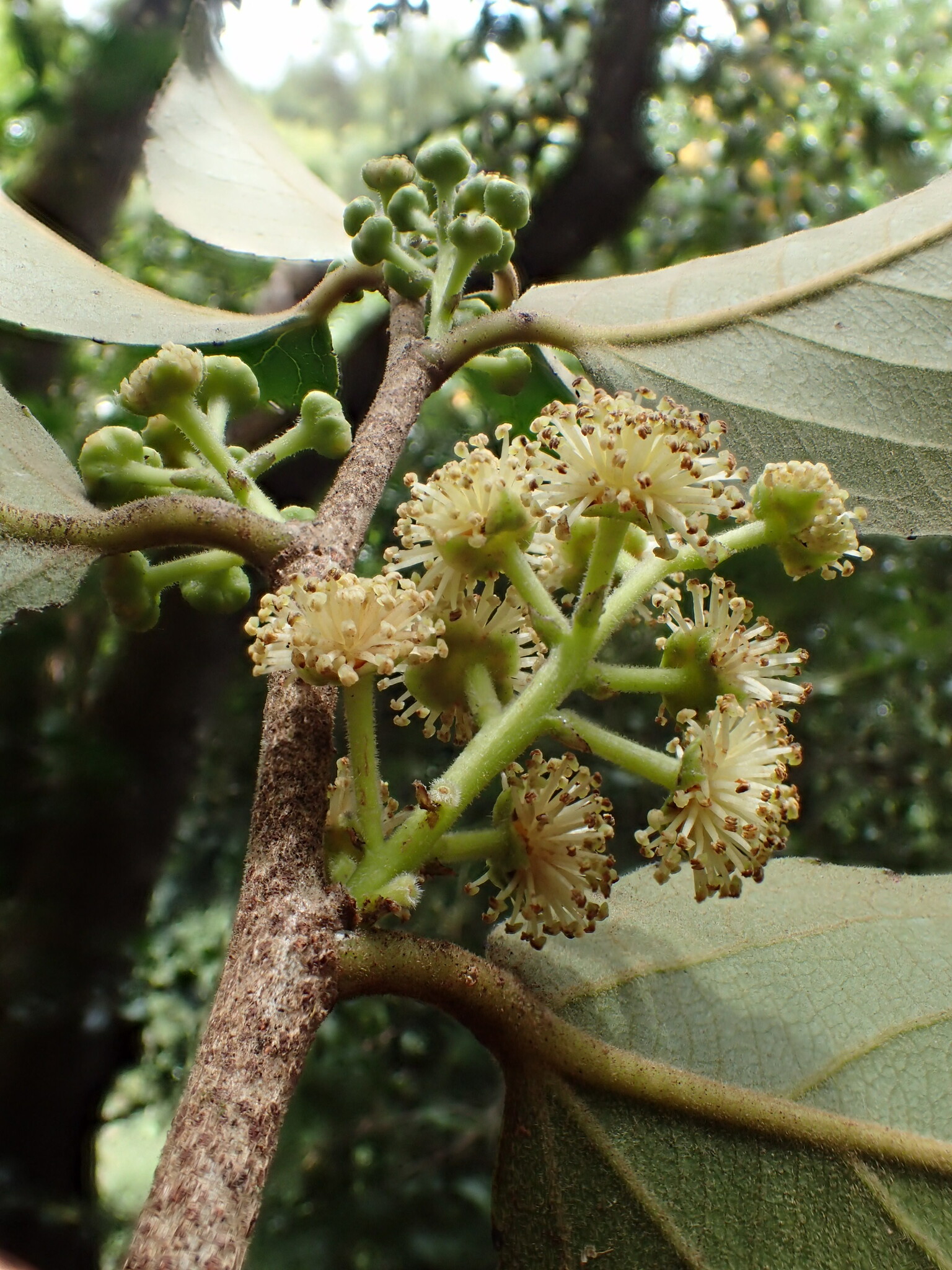Xylosma crenata