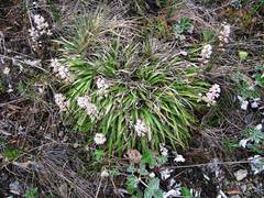 Tofieldia coccinea