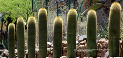 Cephalocereus polylophus