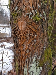 Trentepohlia umbrina