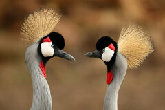 Grey Crowned Crane photo 3