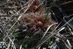 Paeonia tenuifolia