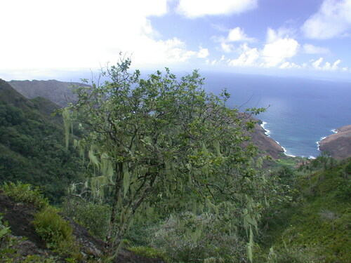Xylosma suaveolens