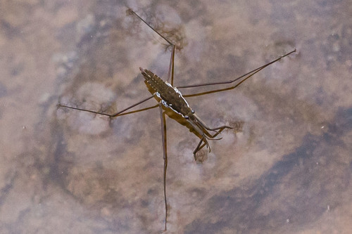 Common water strider