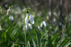Galanthus plicatus