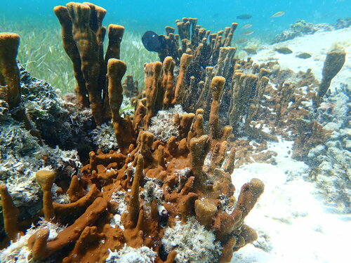 Neopetrosia chaliniformis