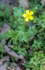 Ranunculus arvensis