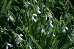 Galanthus plicatus
