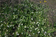 Galanthus plicatus