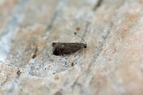 Black Piercer