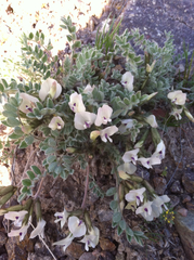 Astragalus purshii