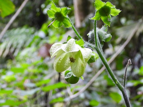Aosa grandis (Aosa grandis)