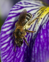 Lasioglossum zonulus