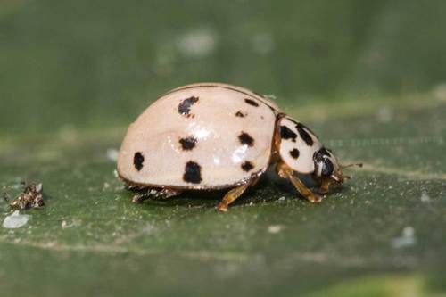 Ashy Gray Lady Beetle