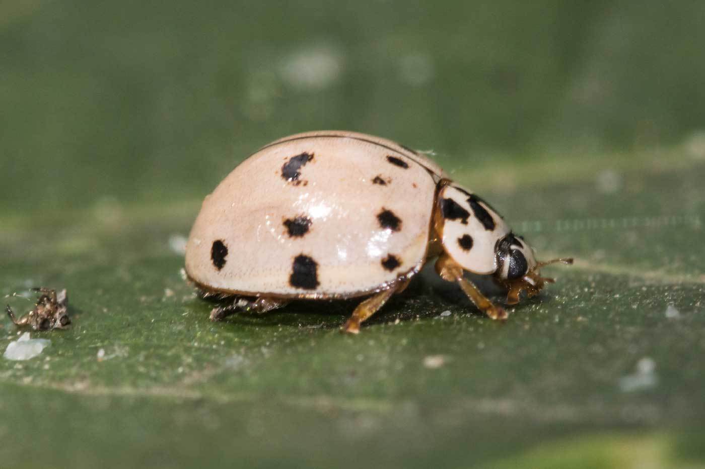 Ashy Gray Lady Beetle Olla v nigrum iNaturalist