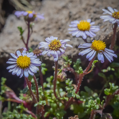 Afroaster erucifolius
