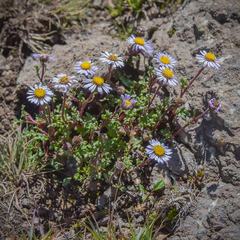 Afroaster erucifolius