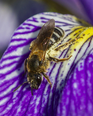 Lasioglossum zonulus