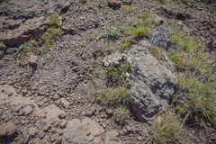 Afroaster erucifolius