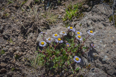 Afroaster erucifolius
