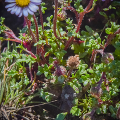 Afroaster erucifolius