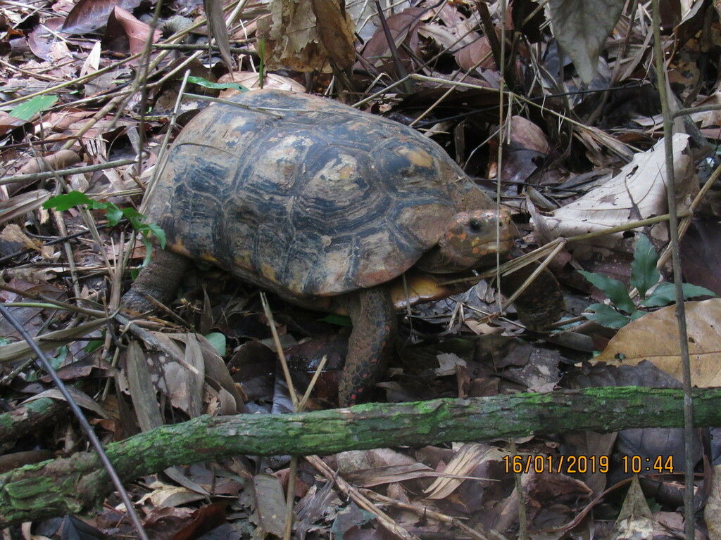 Brazilian Giant Tortoise in January 2019 by Daniele Barcelos · iNaturalist