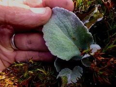 Brachyglottis haastii