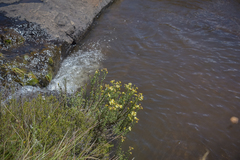 Senecio achilleifolius