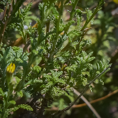 Senecio achilleifolius