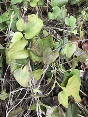 Aristolochia shimadae