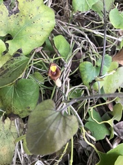 Aristolochia shimadae