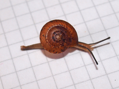 Punctoidea