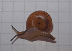 Punctoidea