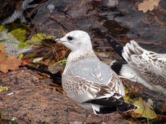 Larus canus