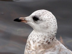 Larus canus