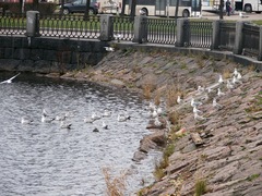 Larus canus