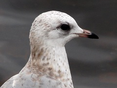 Larus canus