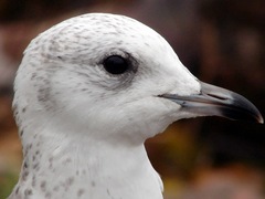 Larus canus