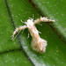 Leather-leaf Spore-Eater - Photo (c) Mark Calabretta, some rights reserved (CC BY-NC), uploaded by Mark Calabretta