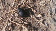 Ablattaria laevigata