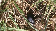 Ablattaria laevigata