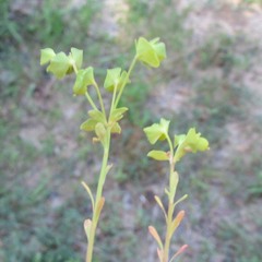 Euphorbia tetrapora